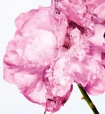 Miss Dior Comforting Body Milk with Rose Wax – 175 mL - Image 3